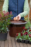 Pas à pas. Ajout de pots. Planter un pot d'hiver avec Viola 'Panola Red' et Skimmia japonica 'Rubella'