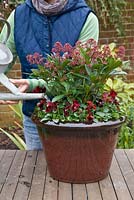 Pas à pas. Arrosoir. Planter un pot d'hiver avec Viola 'Panola Red' et Skimmia japonica 'Rubella '