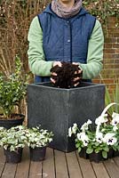 Ajouter de la terre pour la plantation - Pot d'hiver pas à pas avec Viola panola 'White', Sarcococca - Boîte de Noël et Hedera - Ivy