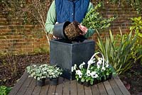 Femme ajoutant des plantes au pot - Pot d'hiver pas à pas avec Viola panola 'White', Sarcococca - Boîte de Noël et Hedera - Ivy