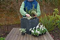 Plantation - Pot d'hiver pas à pas avec Viola panola 'Blanc', Sarcococca - Boîte de Noël et Hedera - Ivy