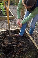 Étape par étape pour planter des buissons de cassis à racines nues - raffermir le sol avec le pied