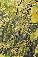 Tilia cordata - Tilleuls en automne