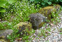 Claytonia sibirica auto-ensemencé - pourpier rose au printemps parterre bordé de pierres et dans le chemin de gravier