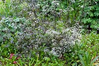 Parterre de printemps avec Anthriscus sylvestris 'Ravenswing' et Claytonia sibirica - Pourpier rose