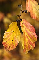 Parrotia persica