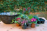 Planter un panier de fleurs d'hiver - Heather, Polyanthus, Muscari, Skimmia Cyclamen et ivy
