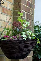 Planter un panier de fleurs d'hiver - Heather, Polyanthus, Muscari, Skimmia, Cyclamen et ivy