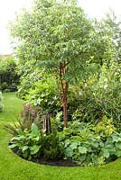 Jardin de chalet avec parterres courbes. La plantation comprend Acer griseum, Alchemilla mollis, hellébores, Libertia, Sarcococca, Tradescantia, Philadelphus et l'anémone japonaise.