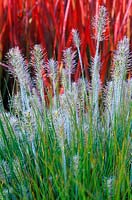 Pennisetum alopecuroides 'Little Bunny' - Herbe de fontaine chinoise