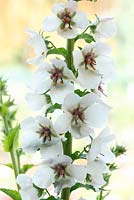 Verbascum blattaria 'White Blush' - Molène