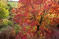 Acer palmatum 'Osakazuki' en couleur d'automne au Glebe Cottage