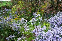 Aster cordifolius 'Little Carlow' poussant sous Prunus padus 'Colorata' à Glebe Cottage avec rudbeckia et Helianthus 'Lemon Queen'