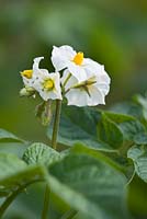 Solanum tuberosum - Fleur de pomme de terre nouvelle 'Epicure'