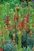 Pinus parviflora 'Bonnie Bergman' - Pin blanc du Japon, shwoing fleurs mâles
