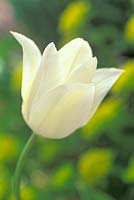 Tulipa 'Triomphateur blanc'