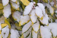 Elaeagnus pungens 'Maculata' dans la neige