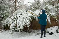 Enlever la couverture de neige alourdissant Phyllostachys niger (bambou noir)