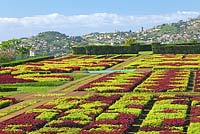 Jardim Botanico Gardens - Jardin botanique, Funchal, Madère - Parterres d'Iresina herbstii Acuminata et Aurro reticulata