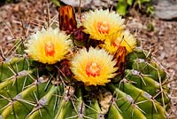 Ferocactus pottsii - Barrel cactus, Hanbury Gardens, Italie