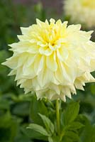 Dahlia 'Wandas Capella', septembre - Withypitts Dahlias, Sussex