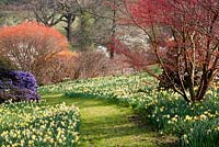 Parcours à travers la couleur du printemps, y compris Narcisse - Sherwood Garden, Devon
