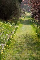 Parcours à travers le Narcisse natuarlisé - Sherwood Garden, Devon