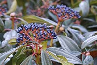 Viburnum davidii aux fruits bleus