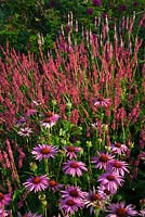 Echinacea purpurea 'Magnus', Persicaria amplexicaulis 'Taurus', Persicaria amplexicaulis 'Rosea' et Rosa rugosa 'Roseraie de l ' Haie' - Brockhampton Cottage, Herefordshire
