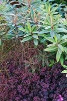Euphorbia griffithii 'Dixter', Anemanthele lessoniana syn. Stipa arundinacea et Sedum telephium 'Karfunkelstein' - Brockhampton Cottage, Herefordshire