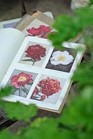 Catalogues Old Peony