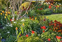 Parterre de printemps coloré avec Tulipa greigii 'Red Riding Hood', Tulipa 'Washington', Narcissus 'Ice Wings'
