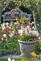 Banc en bois dans le jardin de printemps. Tulipa 'Jazz', 'Synada Amor', 'Page Polka', 'Christmas Dream' et 'Flaming Purissima '