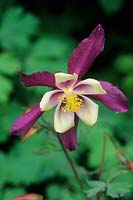 Aquilegia. Description du propriétaire - 'Éperon long blanc violet-rose 947' - Touchwood Garden, Swansea, Pays de Galles. ROYAUME-UNI. Collection NCCPG d'Aquilegia vulgaris. Mai.
