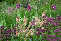 Astrantia 'Glebe Cottage Crimson', Verbascum chaixii 'Cotswold Beauty' et Papaver somniferum, pavot à opium, à Glebe Cottage
