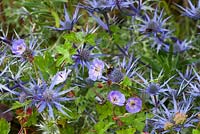 Eryngium bourgatii Blue Form avec Geranium wallichianum 'Buxton's Variety' syn. 'G.' Buxton's Blue '