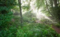 Tôt le matin brumeux dans le jardin boisé à Glebe Cottage