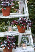 Gaulteria procumbens - Wintergreen affiché sur une échelle en pots avec bougies chauffe-plat