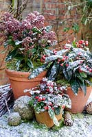Pots d'hiver avec Skimmia Reevisiana, Skimmia japonica, Gaulteria procumbens avec mousse et cônes