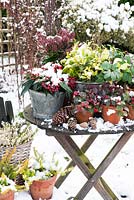Pots d'hiver enneigés affichés sur table - Skimmia Reevisiana, S. japonica, Gaulteria procumbens, Ilex et Helleborus niger