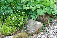 Claytonia sibirica - Pourpier rose, géranium, aquilegie et alto en parterre bordé de pierre et de gravier