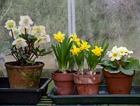 Helleborus niger, Narcisse 'Tête à tête' et Primula 'Woodland Dell'