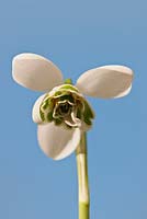 Galanthus nivalis 'Hippolyta'