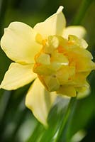 Narcisse 'beurre et oeufs'