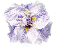 Iris ensata 'Bouquet Oriental' - Iris d'eau japonaise en juillet