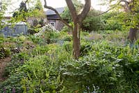 Jardin auto-ensemencé des bois à l'aube au printemps, y compris Lunaria annua, Myotosis, Tellima grandiflora et Choisya - Frith Old Farmhouse, Kent
