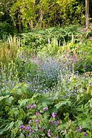 Myotisis, Lunaria annua, Tellima grandiflora, Polygonatum odoratum et fougères dans un jardin informel au printemps - Frith Old Farmhouse, Kent