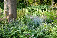 Myotisis, Lunaria annua, Tellima grandiflora, Polygonatum odoratum et fougères dans un jardin informel au printemps - Frith Old Farmhouse, Kent
