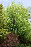 Le jardin boisé de Glebe Cottage avec Prunus padus - Bird Cherry et Cercidiphyllum