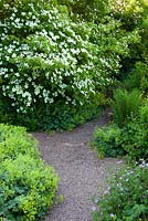 Chemin de gravier avec Alchemilla mollis, Geranium pratense et Cornus 'Norman Hadden' à Glebe Cottage